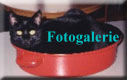 Fotogalerie